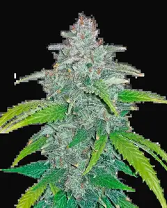 Blue Dream Auto