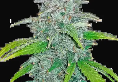 Blue Dream Auto