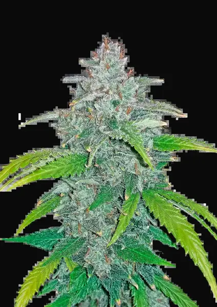 Blue Dream Auto