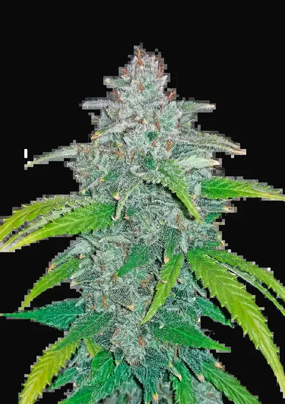 Blue Dream Auto