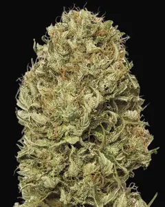 Blue Dream Auto