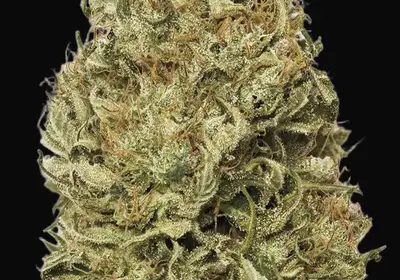 Blue Dream Auto