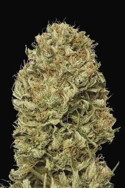Blue Dream Auto