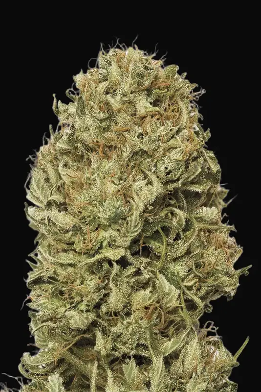 Blue Dream Auto