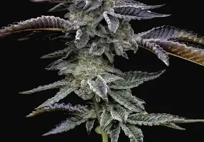 Blue Dream