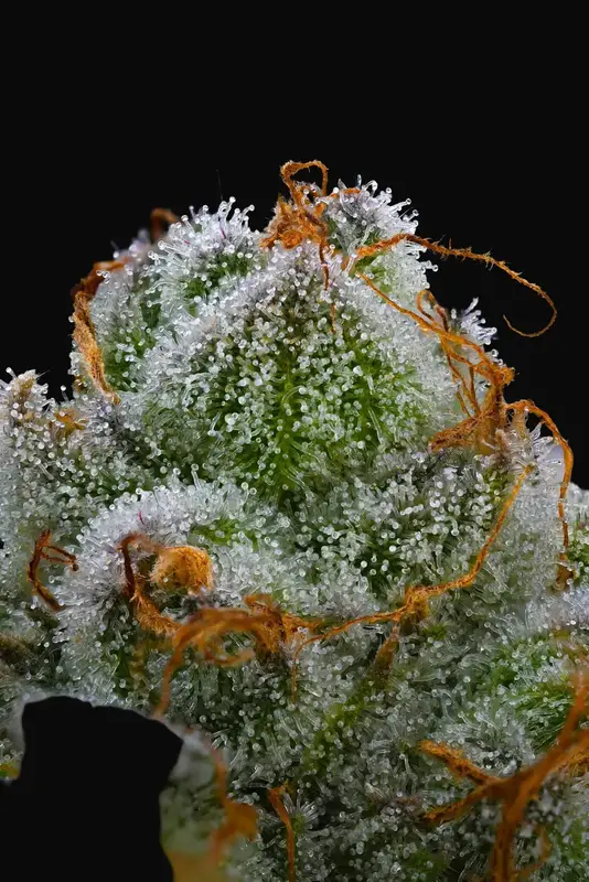 Blue Dream — zdjęcie 2