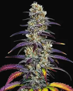 Blue Dream