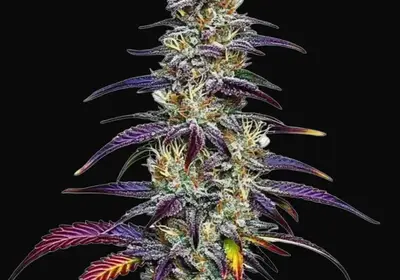 Blue Dream