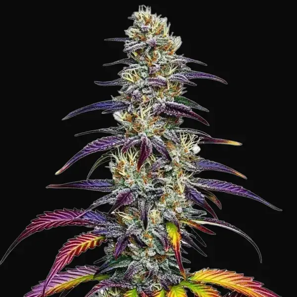 Blue Dream