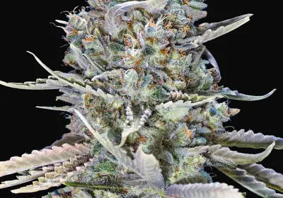 Blue Dream Fast