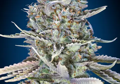 Blue Dream Fast