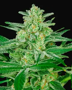 Blue Dream Fast