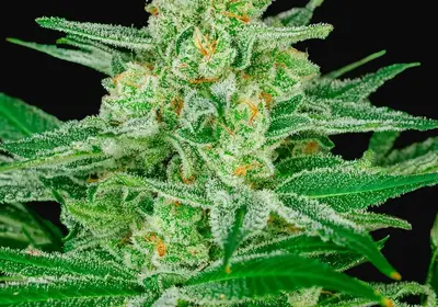Blue Dream Fast