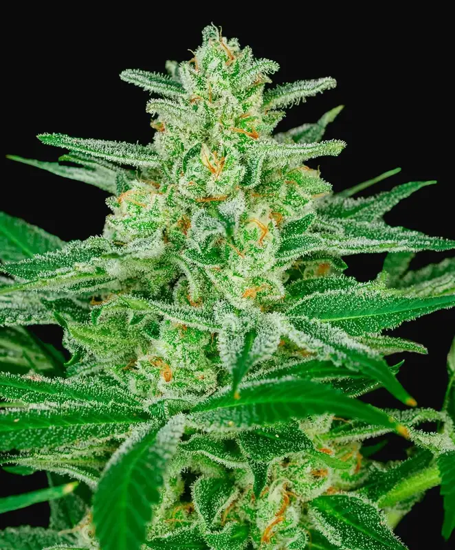 Blue Dream Fast