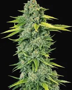 Blue Dream Haze