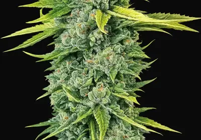 Blue Dream Haze