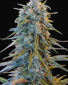 Blue Dream