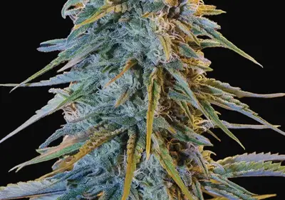 Blue Dream