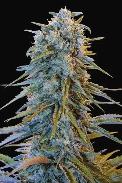 Blue Dream