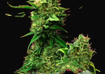 Blue Dream