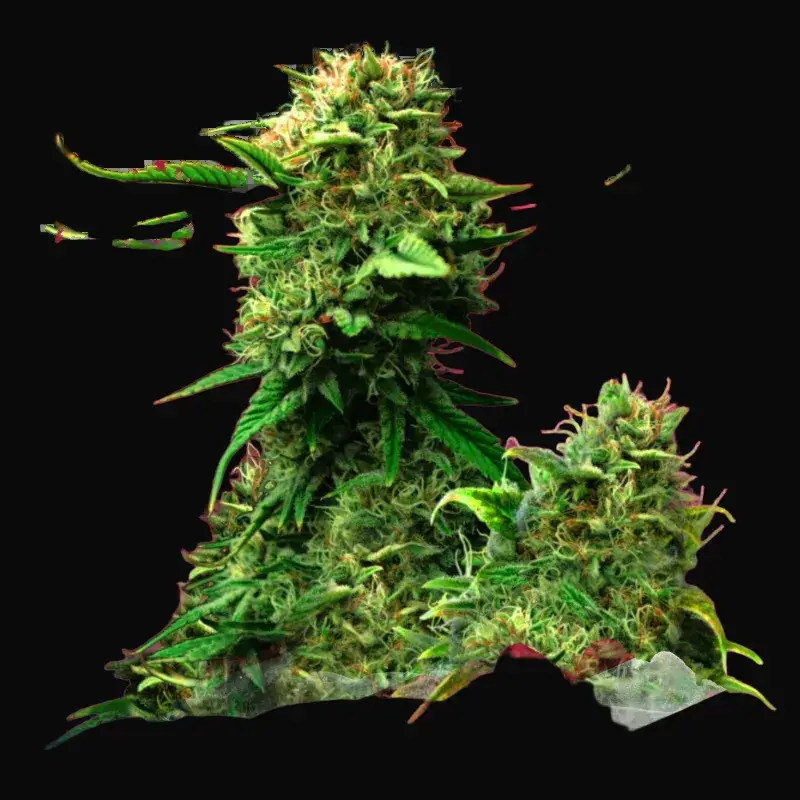 Blue Dream
