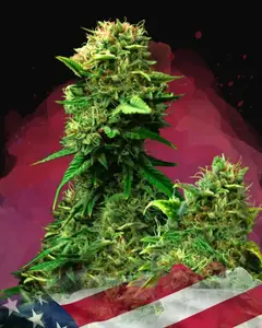 Blue Dream