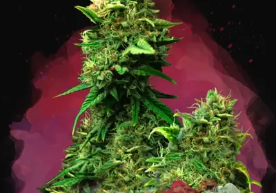 Blue Dream