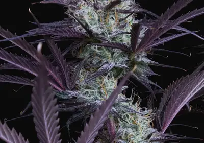 Blue Force 1 Auto