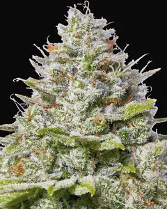 Blue Gelato 41