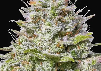 Blue Gelato 41