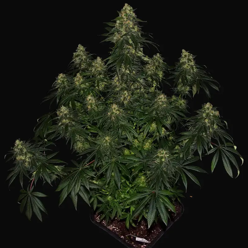 Blue Gelato 41 — zdjęcie 2