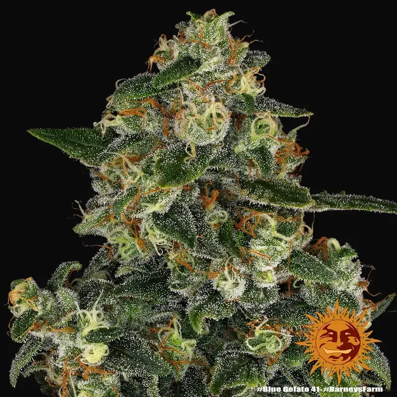 Blue Gelato 41 — zdjęcie 5