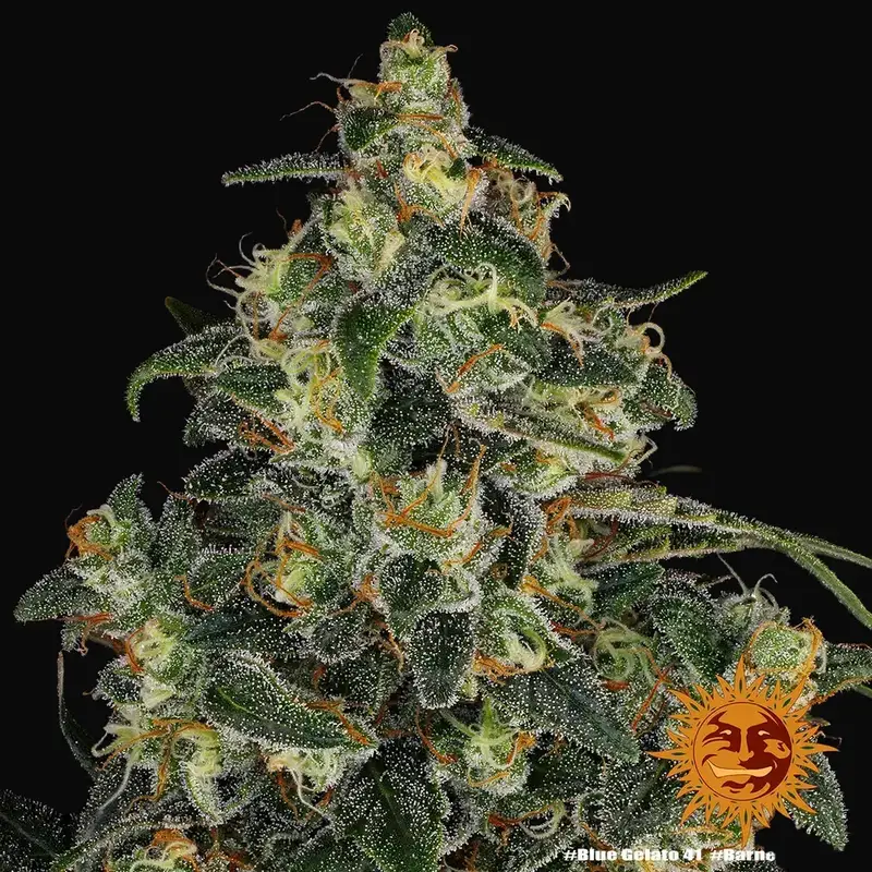 Blue Gelato 41 — zdjęcie 4