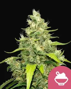 Blue Gelato