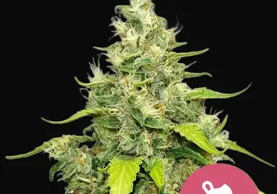 Blue Gelato