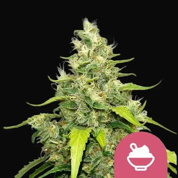 Blue Gelato
