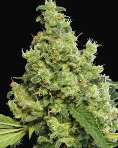 Blue Hash