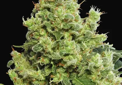 Blue Hash