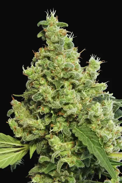 Blue Hash