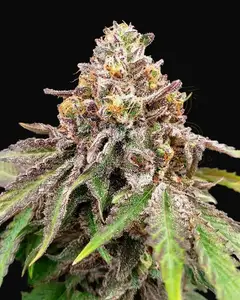 Blue Haze x Gelato 41 Auto