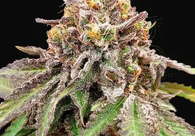Blue Haze x Gelato 41 Auto