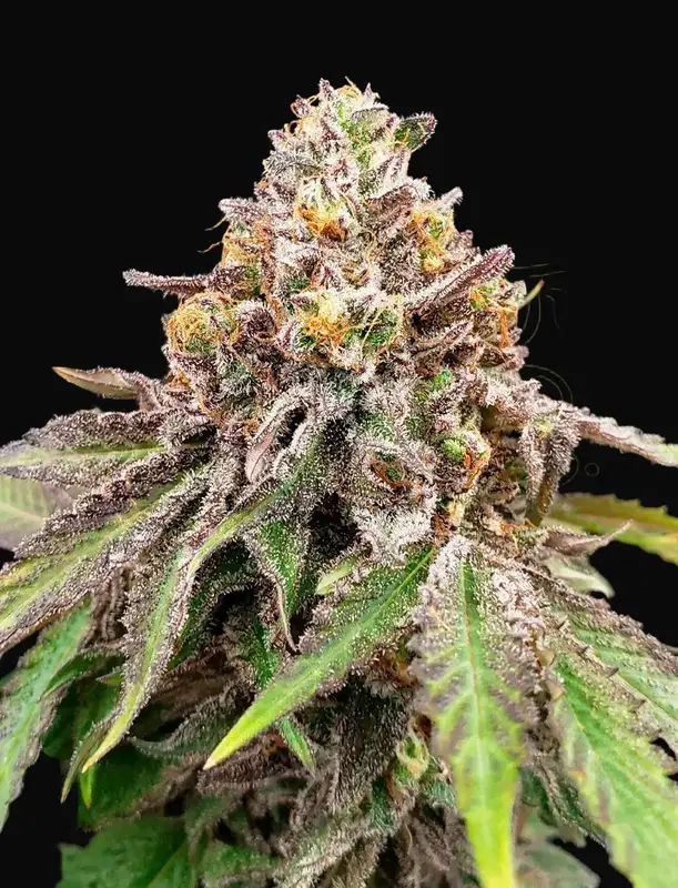 Blue Haze x Gelato 41 Auto