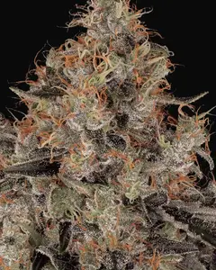 Blue Kush Berry