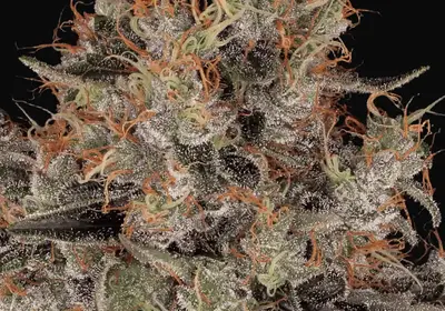 Blue Kush Berry