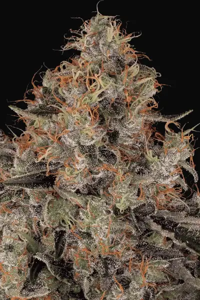 Blue Kush Berry
