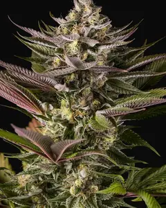 Blue Kush