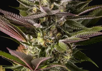 Blue Kush