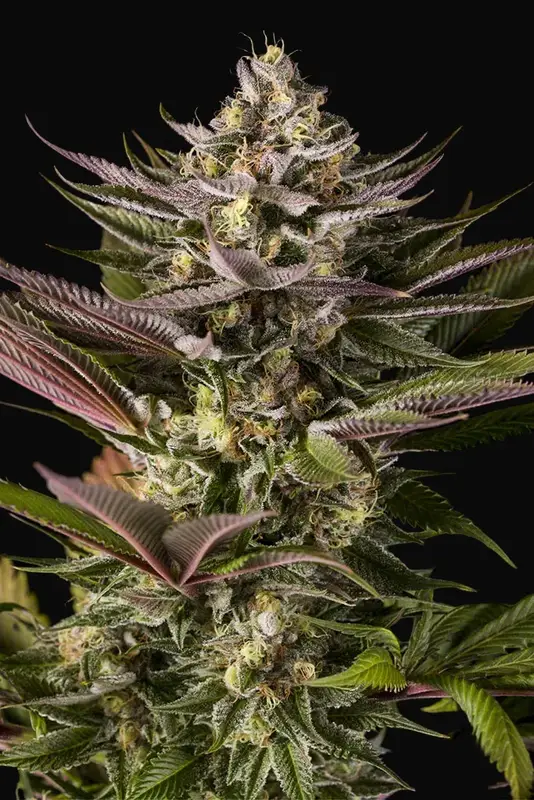 Blue Kush