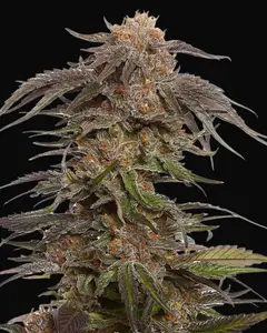 Blue Magic