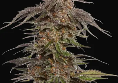 Blue Magic
